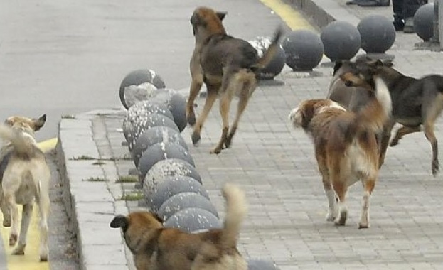 Бездомни кучета нападнаха мъж в Благоевград. Инцидентът е станал вчера