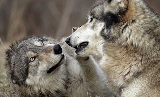 Изследователи проучват защо вълците в различни райони на Северна Америка променят цвета на козината си