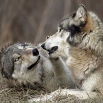 Вълци тормозят цяло село, местните се страхуват за живота си