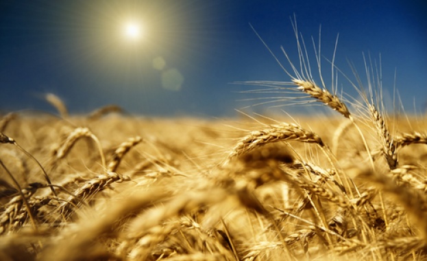 60 % от обработваеми земи у нас са за зърнено-житните култури 