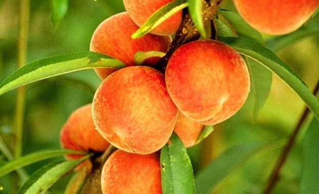 Прасковите са не само вкусен сезонен плод но и поддържат