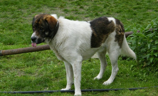 Каракачанка едва не разкъса възрастна жена в центъра на оживено