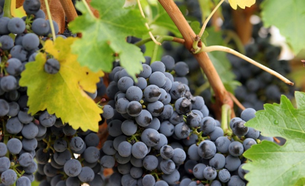 Сладко грозде, но на ниска цена