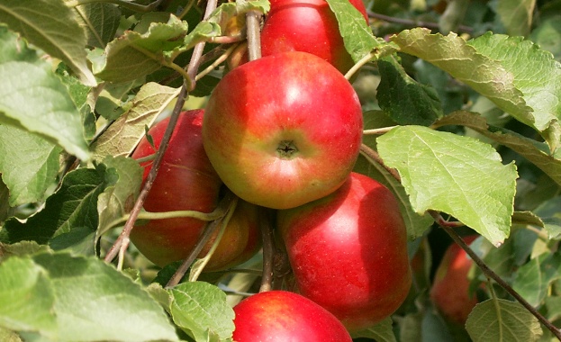 Ябълките предпазват от рак