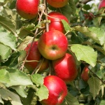 Земеделците в Кюстендил очакват слаба реколта