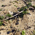 Почистиха Несебър от мазута