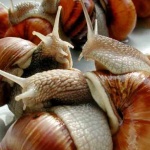 Охлювите все повече навлизат и на българския пазар като специалитет