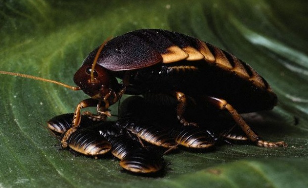 Биолози установиха, че хлебарките владеят карате 