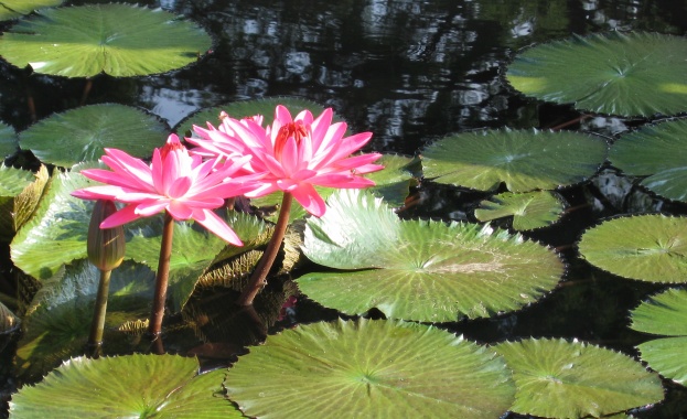 Предстоящи събития в страната за утре, 9 юли