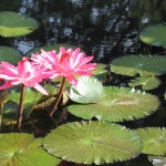 Предстоящи събития в страната за утре, 15 юни