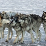 Вълци-роботи пазят японски град от мечки