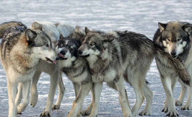 Вълците заразени с разпространен паразит е много по вероятно да станат