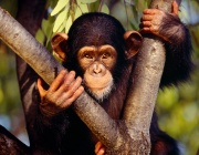 Изследване: Любовта на шимпанзетата към кристалите разкрива нова страна на древните хора