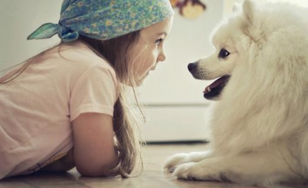 Готвят подобрения в закона за защита на животните 