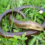 Как да се предпазим от ухапване от змия?