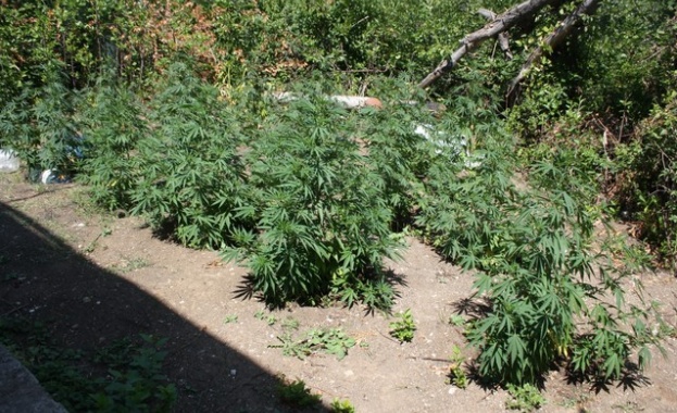 Оранжерия за марихуана в мазето на софийска къща откриха полицаи