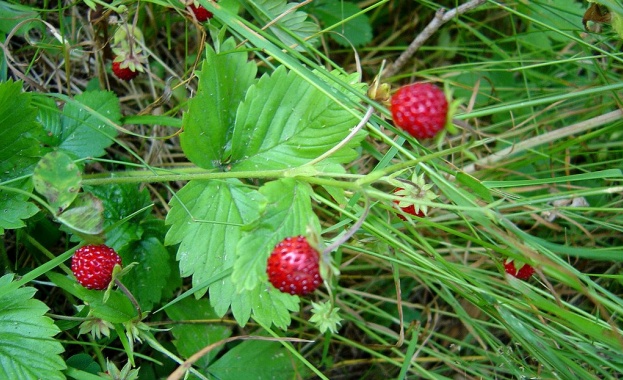 Какви храни са ни нужни през пролетта за да се