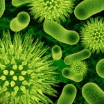 8 интересни факта за бактериите  