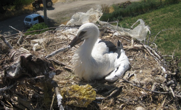 Първите щъркели пристигнаха от юг