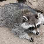 Енот стана донор на кръв в Екатеринбург