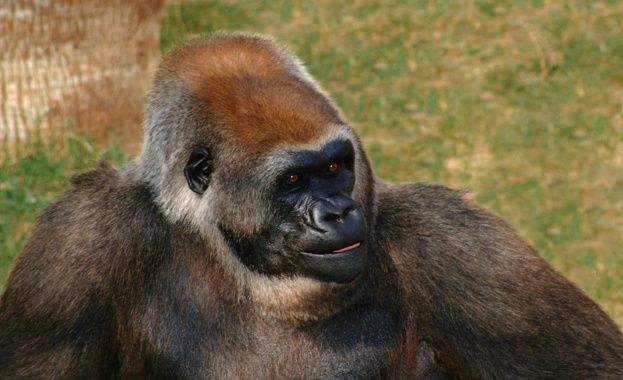 Възрастна мъжка горила от зоопарка в Сан Диего Калифорния заразена