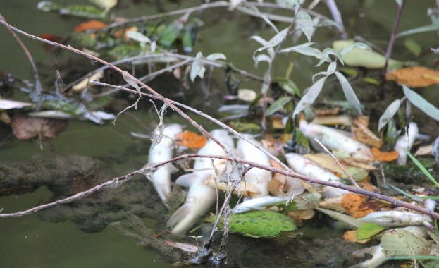 Течни пестициди отровиха рибата в р. Бели Лом 