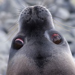 141 мъртви тюлена изплуваха по бреговете на езерото Байкал