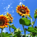 Предстоящи събития в страната за утре, 8 юли