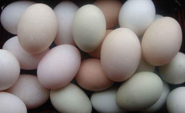 Опасни яйца от Германия, Холандия и Белгия