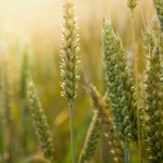 Цената на пшеницата тази седмица продължава да върви надолу 