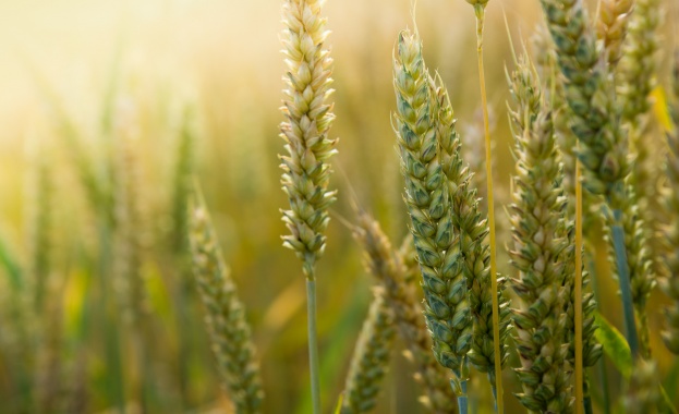 През третата седмица на септември цената на пшеницата в САЩ