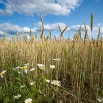 На Софийска стокова борса хлебна пшеница се търси на цена 400.00 лв./тон