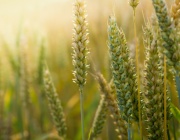 Пазарът на зърно остава спокоен в края на ноември