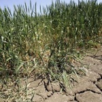 ЕЦБ алармира, че горещините поставят под риск до 15% от БВП на еврозоната