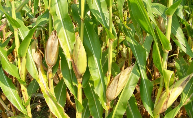 Учени идентифицираха нов прародител на съвременната царевица