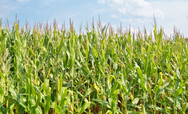 Реколтата от царевица в Монтанско тази година е почти нулева