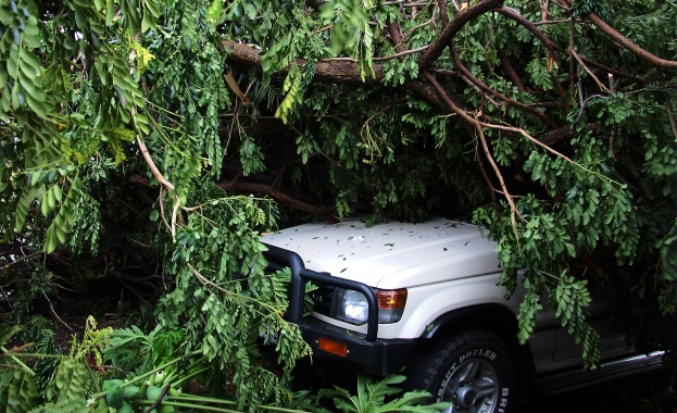 22 сигнала за завирявания и паднали дървета и клони в София