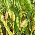 Сушата удари и по реколтата от царевица