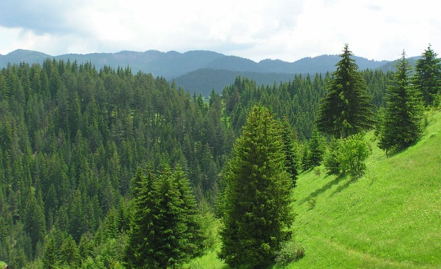 Хълмът Боровец в Ямбол ще бъде залесен с 5600 млади