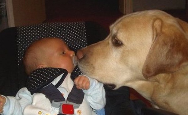 Внимание: домашните любимци са носители на стафилококи