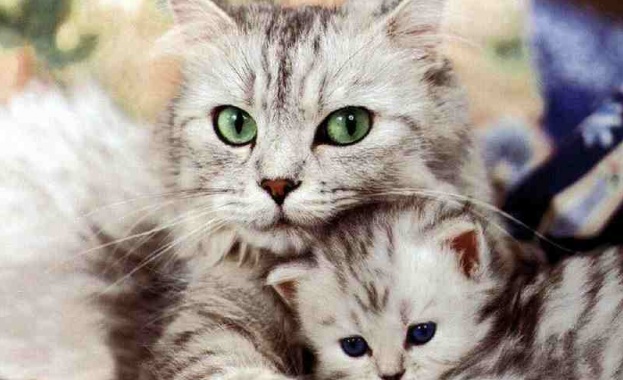 Високите температури през лятото обичайно водят до общо неразположение но