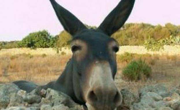 Хората в Близкия изток са яздели магарета много преди конете