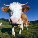 Проект за мина слага край на селския туризъм в Алдомировския край