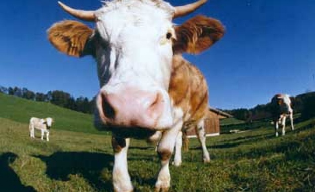 По 42,71 евро плаща Брюксел за щастливи български крави