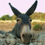 Хората в Близкия изток са яздели магарета много преди конете