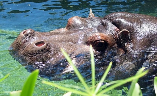 Разярен хипопотам е преследвал лодка с туристи