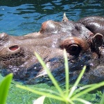 Двегодишен оцеля след атака на хипопотам