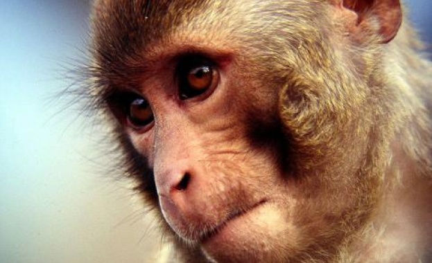Маймуни математици разкриха повече за еволюцията на абстрактното мислене