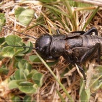 2023 – Хората вече ще ядат насекоми, без да го знаят