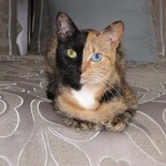 Защо котките сгъват лапите под тялото си?